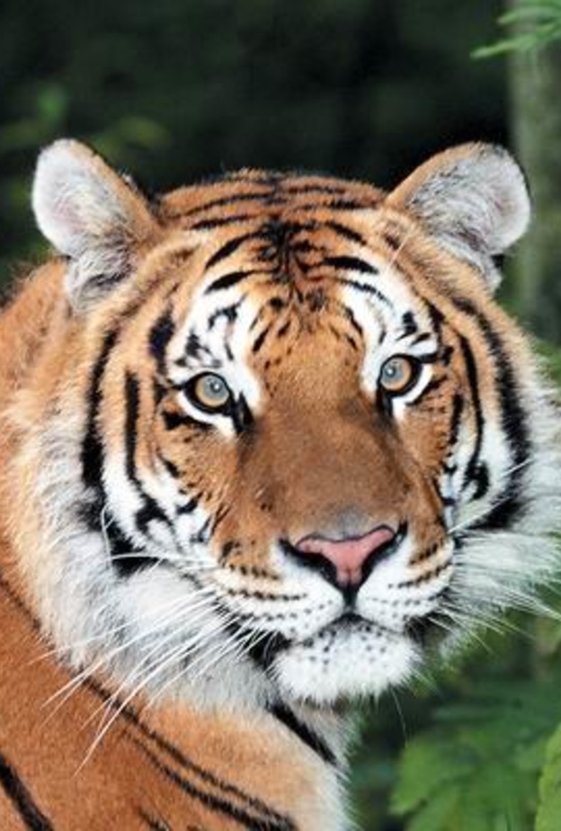 نمر يفترس رجلا أمام زوجته وابنته 