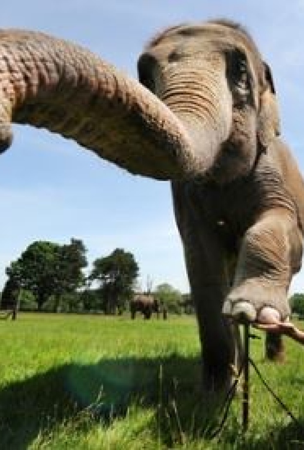 فيل يحصل على تقليم وبوديكير في حديقة Whipsnade للحيوانات !