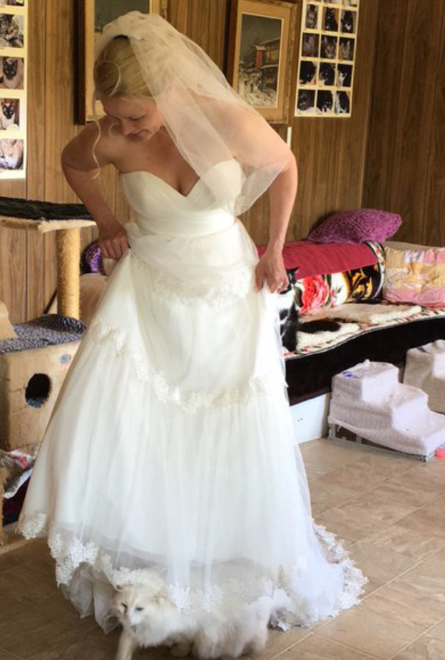 طعام مخصص للقطط في حفل الزفاف