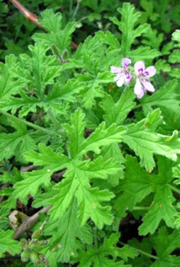 فوائد لعشبة العطرة لا تحصى