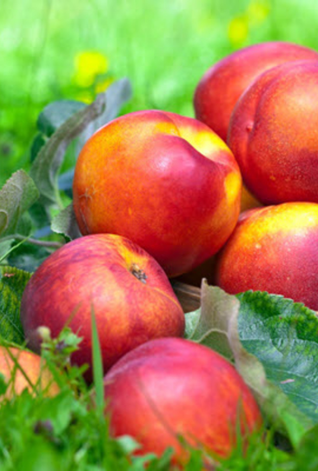 فوائد الدراق الصحية عديدة و هامة لجسم الانسان