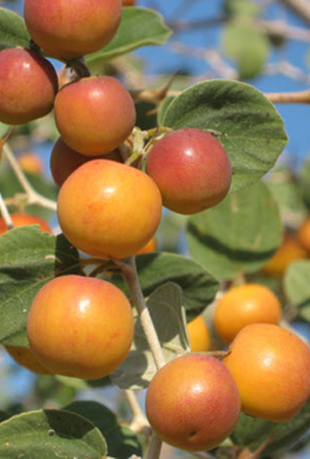 فوائد نبات السدر الصحية لا تعدَ