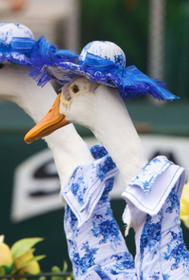 عرض أزياء لـ نخبة  البط والأوز!