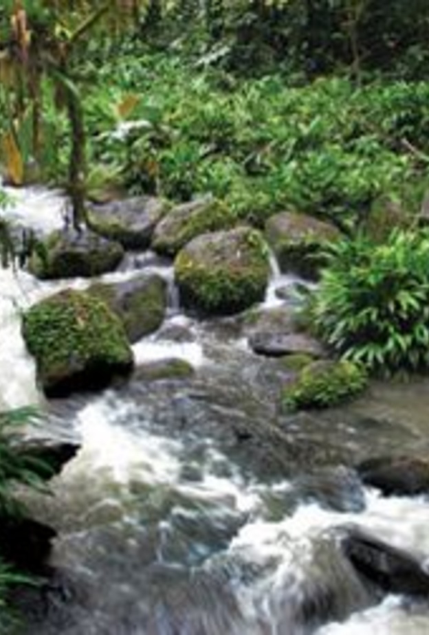 غابات كينيا