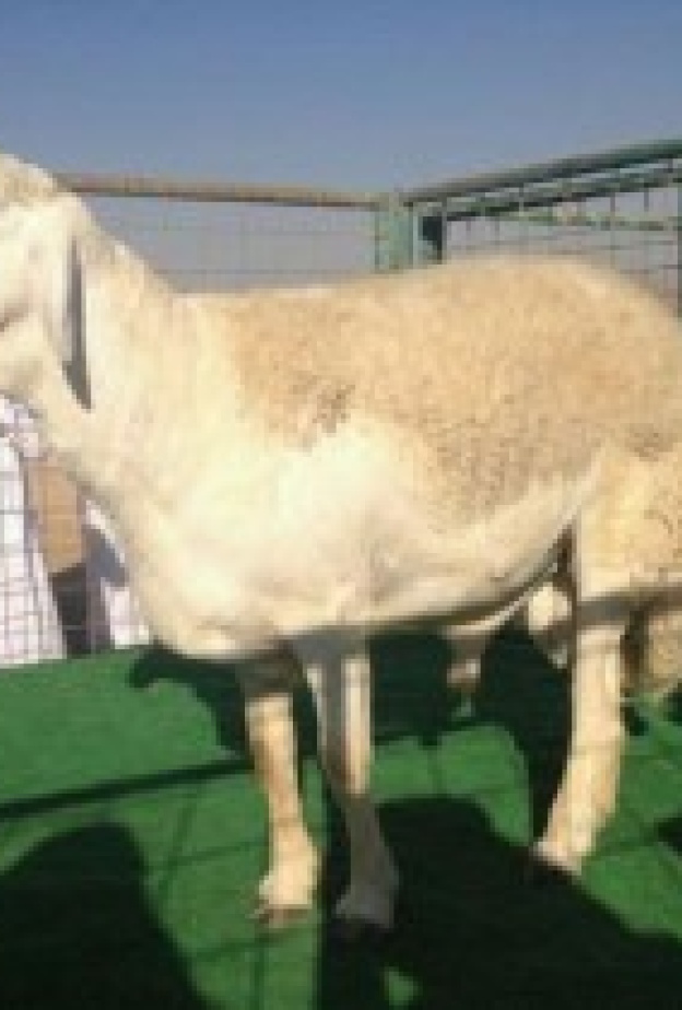 بيع خروف بـ 400 ألف ريال