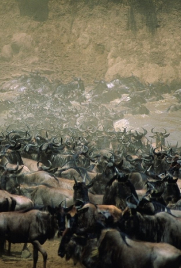 حياة برية حقيقية في قلب كينيا