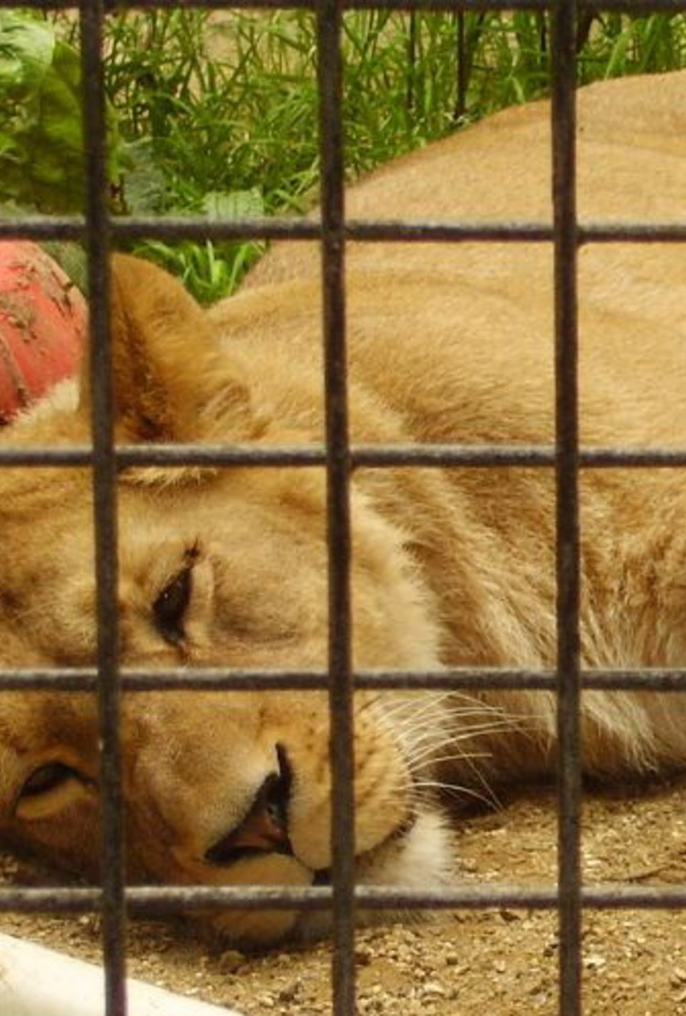 لبوة تأكل مالكها الكويتي في المنطقة الشرقية بالسعودية!