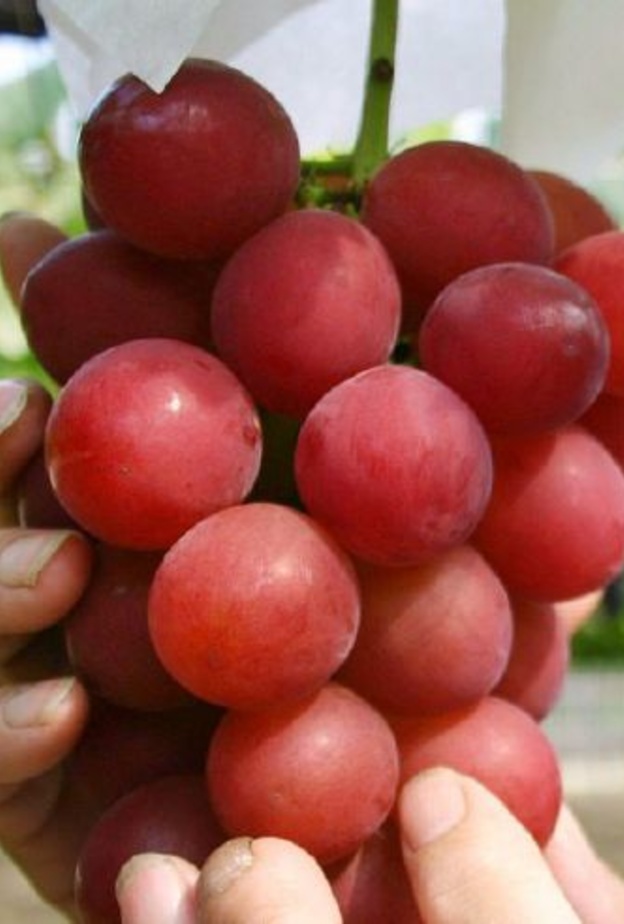 عنقود عنب روني رومان
