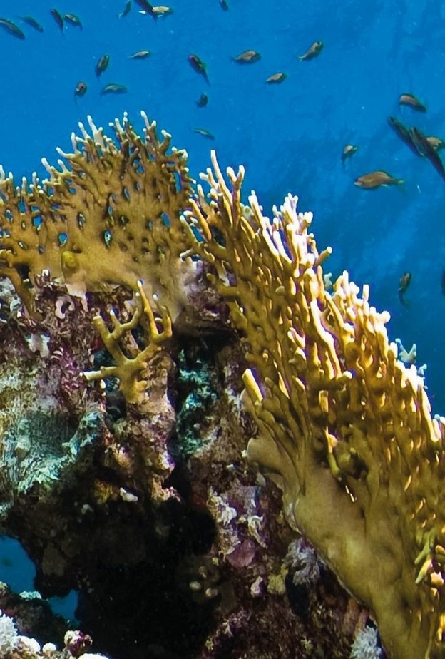 تعمل أمالا على توثيق وحماية التنوع البيئي في المنطقة