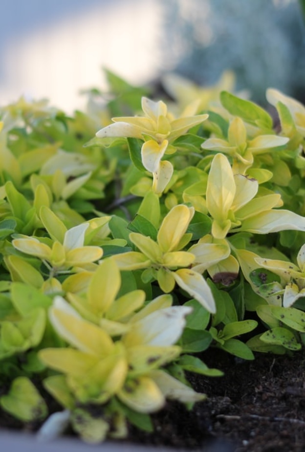 فوائد عشبة اللويزة للقولون العصبي وطريقة استخدامها