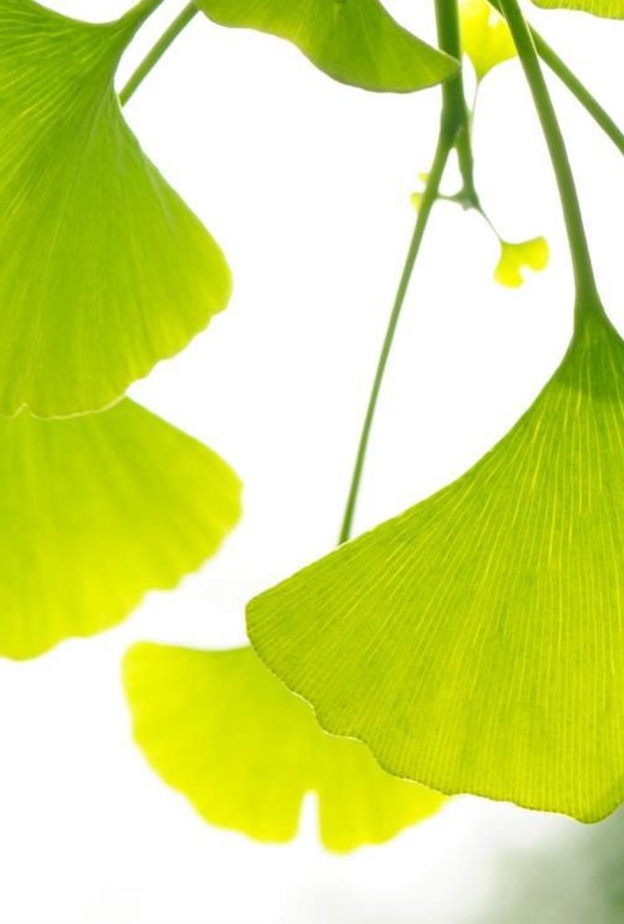 فوائد عشبة الجنكة للتنحيف