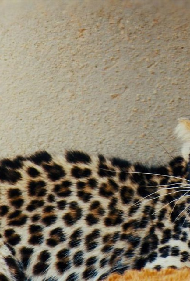 ولادة نمر عربي نادر في السعودية تجدد الأمل للأنواع المهددة بالانقراض