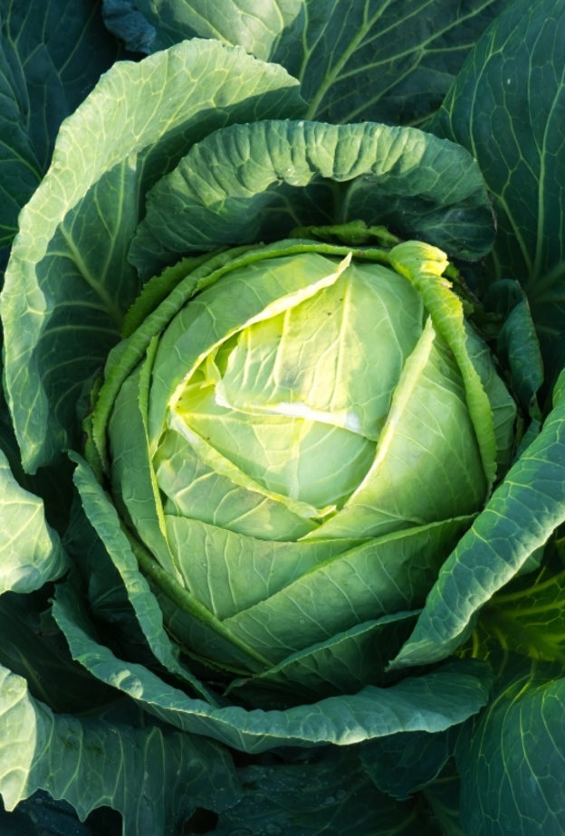 فوائد تناول الملفوف للوقاية من السرطان