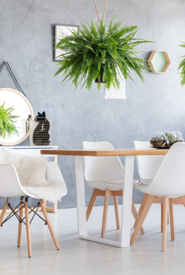 أحواض من النباتات المعلقة فوق طاولة الطعام