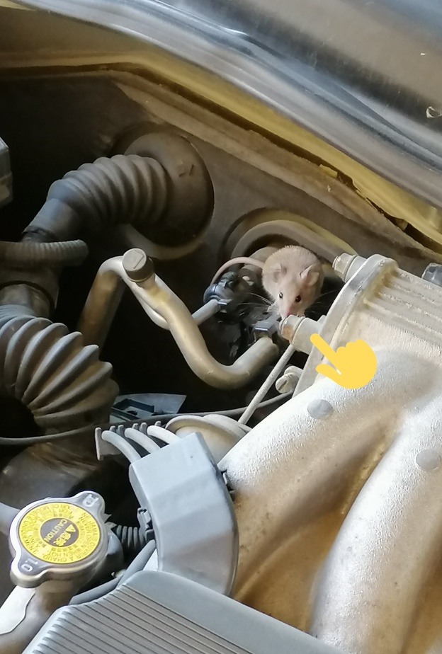 خبراء يحذرون من استخدام ماء الحنفية مع مبرد السيارة