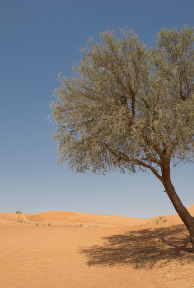 شجرة الغاف.. رمز التسامح الإماراتي عبر التاريخ يزين أركان إكسبو 2020 دبي 