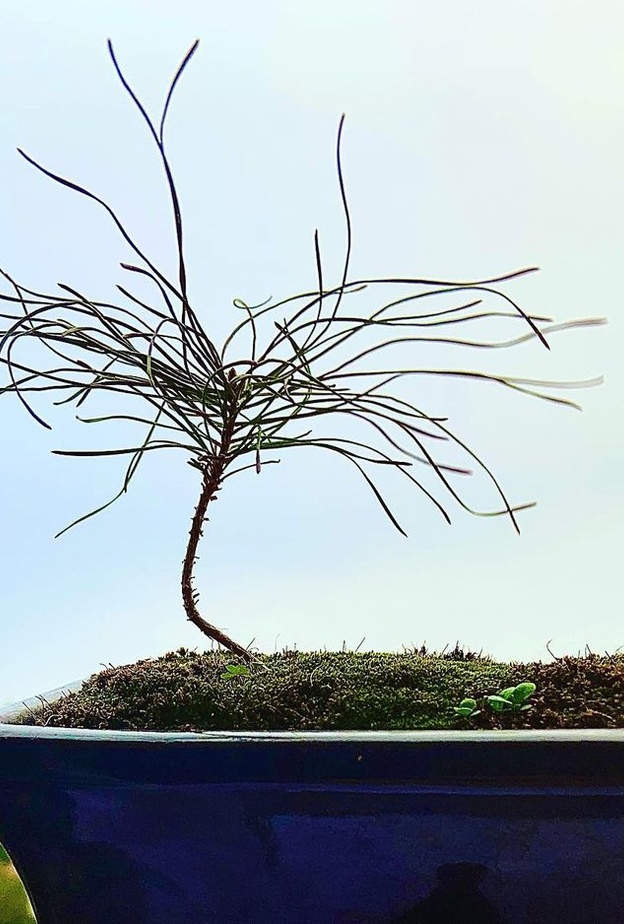 متحف بونساي Bonsai Museum