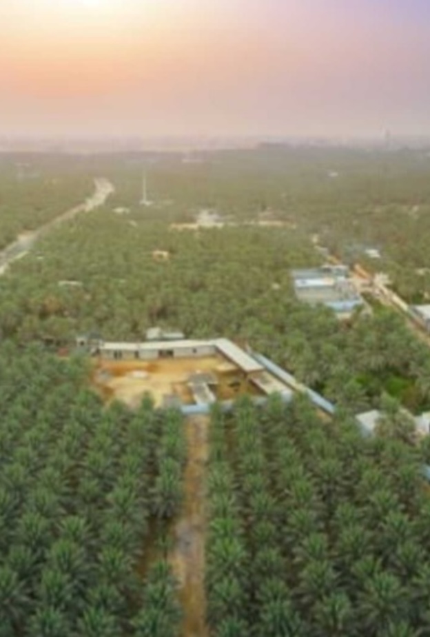 منظر رأسي خلاب لواحة الأحساء - المصدر روح السعودية 