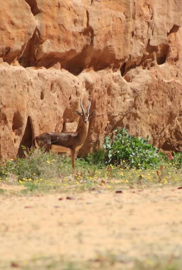 لحظات لا تنسى في محمية شرعان الطبيعية - المصدر روح السعودية