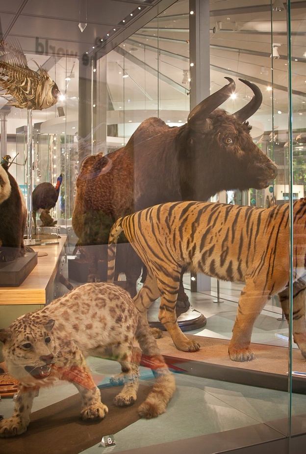 متحف مدينة ليدز Leeds City Museum