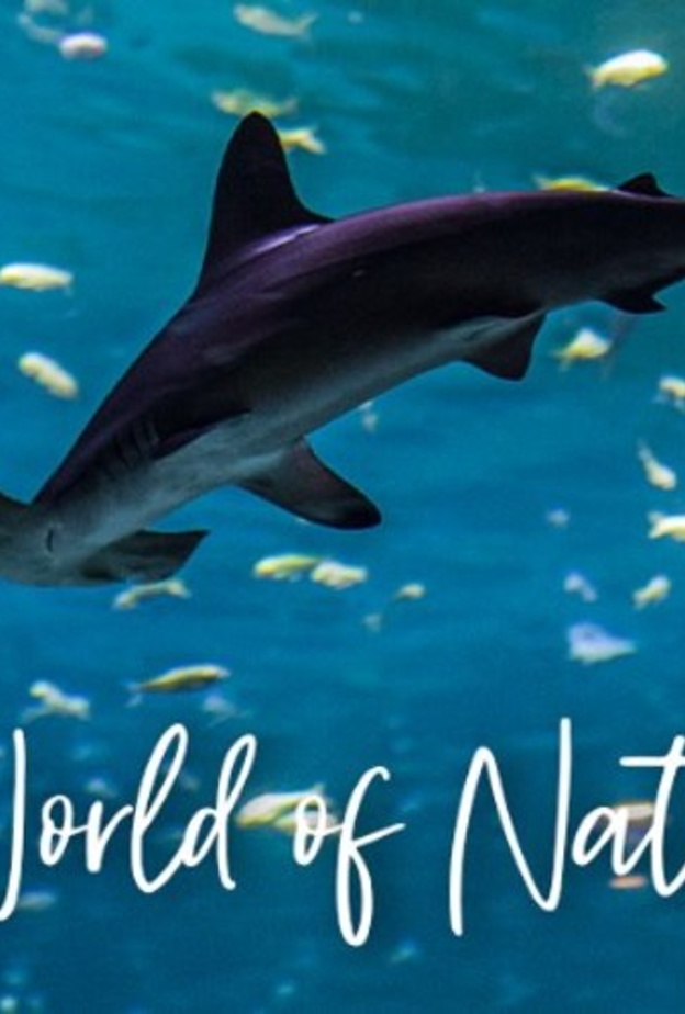 ناشونال اكواريوم.. تجربة مشوقة ومغامرة ساحرة برفقة 46 ألف كائن بحري في أبوظبي  