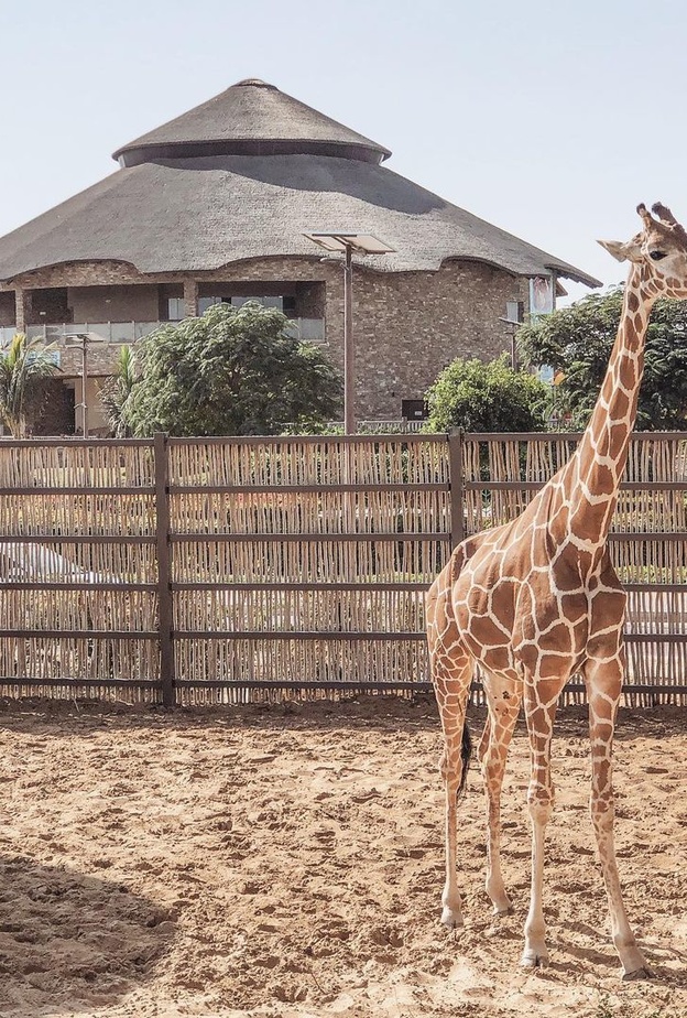 أنواع مميزة من الحيوانات تجدها في دبي سفاري بارك