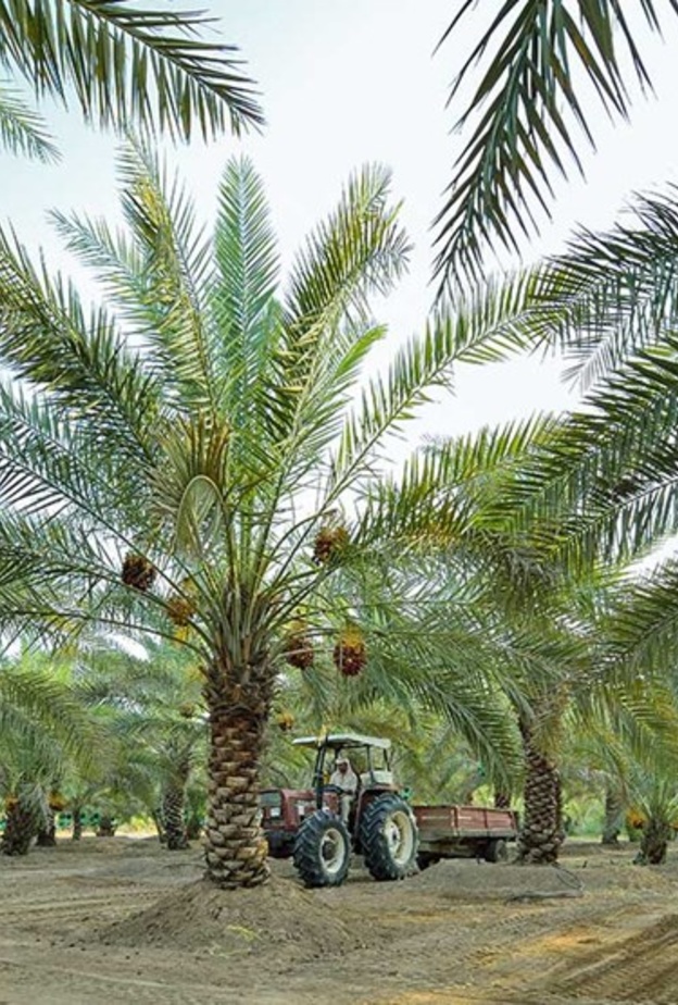 واحة الذيد.. أجواء تراثية ساحرة وتجربة ممتعة في أحضان الصحراء 