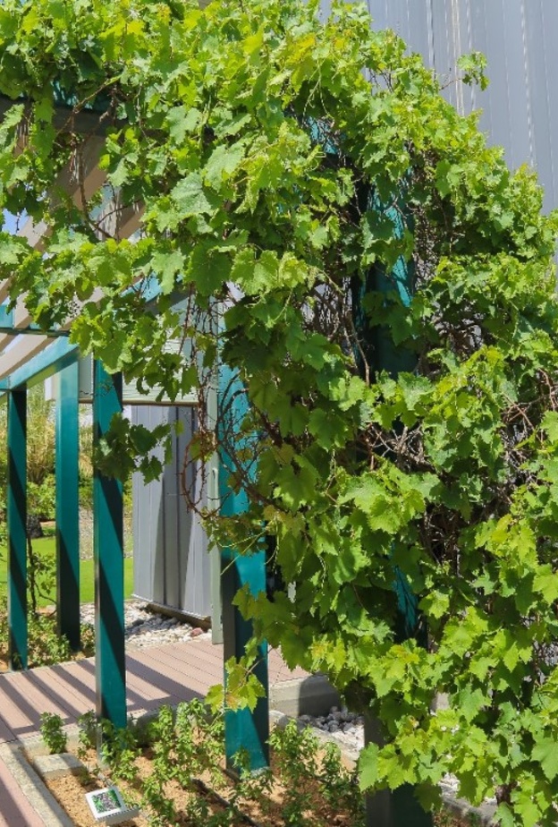 الحديقة النباتية الإسلامية.. تجربة هادئة في أحضان الطبيعة الخلابة بالشارقة 