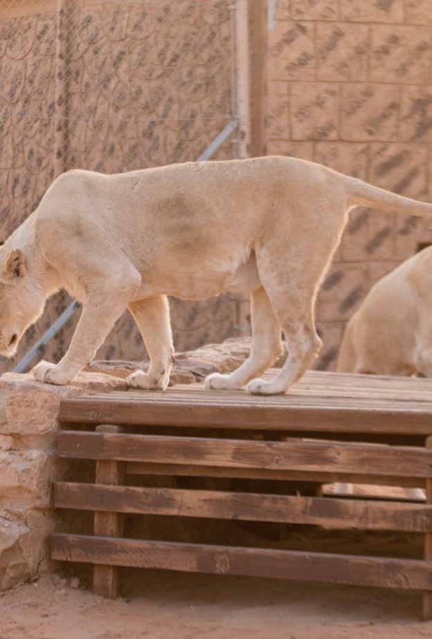 منطقة "رياض سفاري" تتيح لزوارها أيامًا إضافية من التجارب النادرة بوجود الأسد الأبيض