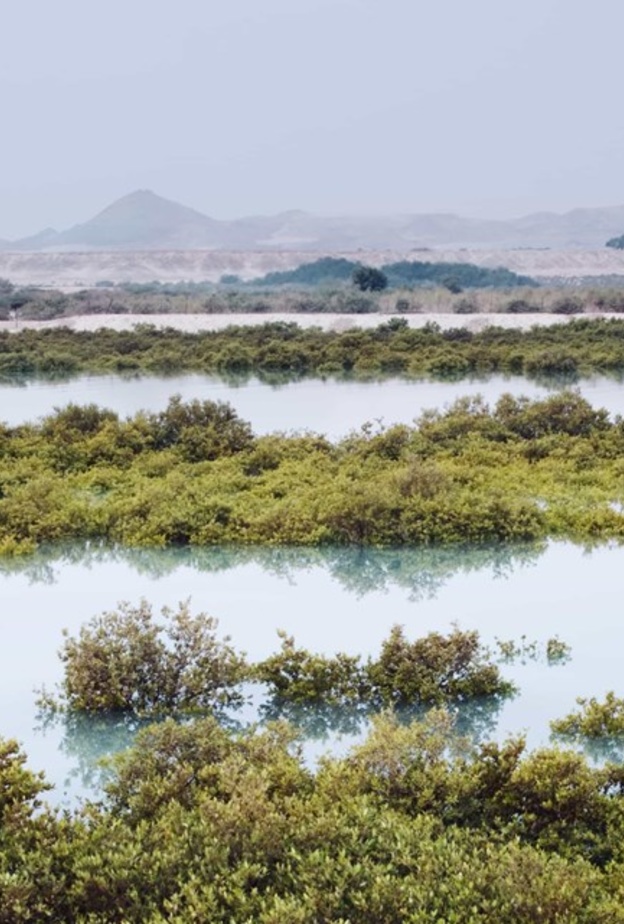 منتزه القرم الوطني.. وجهة طبيعية ساحرة لعشاق الطبيعة في أبوظبي