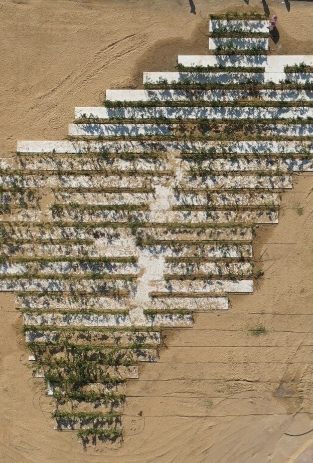 أكبر شعار لمبادرة "السعودية الخضراء" تدخل أمانة المنطقة الشرقية موسوعة "غينيس"