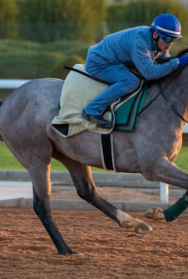 انطلاق مهرجان كؤوس الملوك 2022 لسباقات الخيل الجمعة المقبلة - المصدر نادي سباقات الخيل