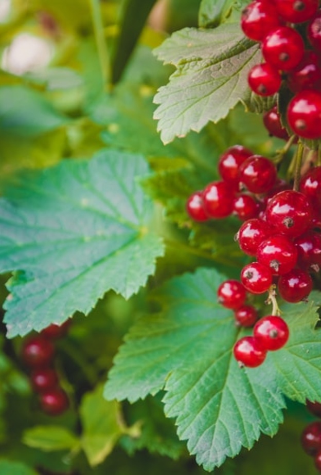 فوائد الكشمش الأسود لمرضى السكري