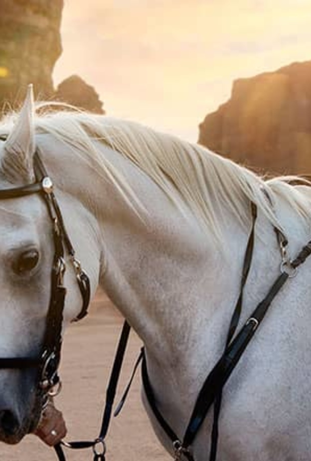 فعاليات ساحرة بانتظاركم في أحضان العلا.. إليكم قائمة بأحدث الفعاليات