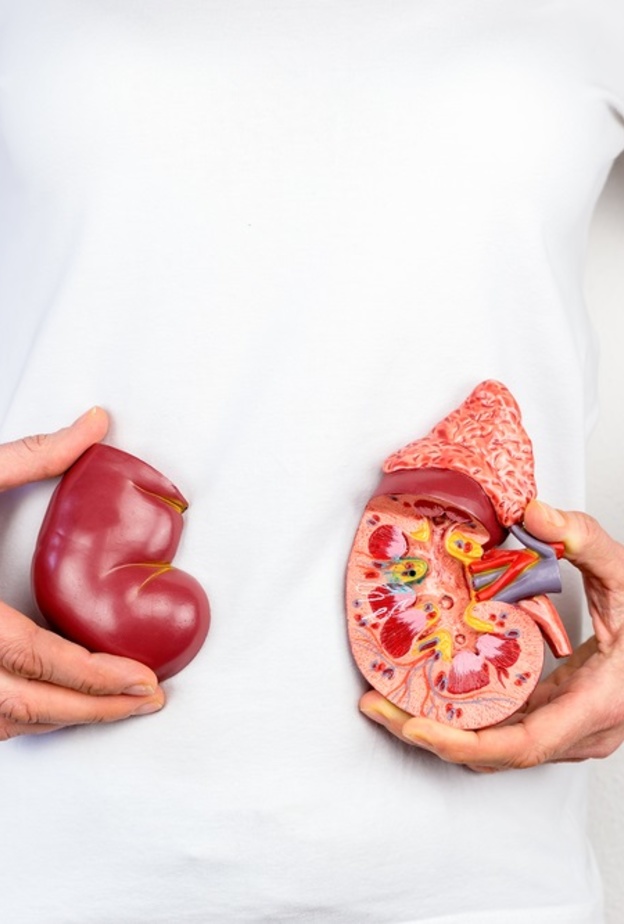 ما هي أسباب ارتفاع البولينا وما هي المضاعفات