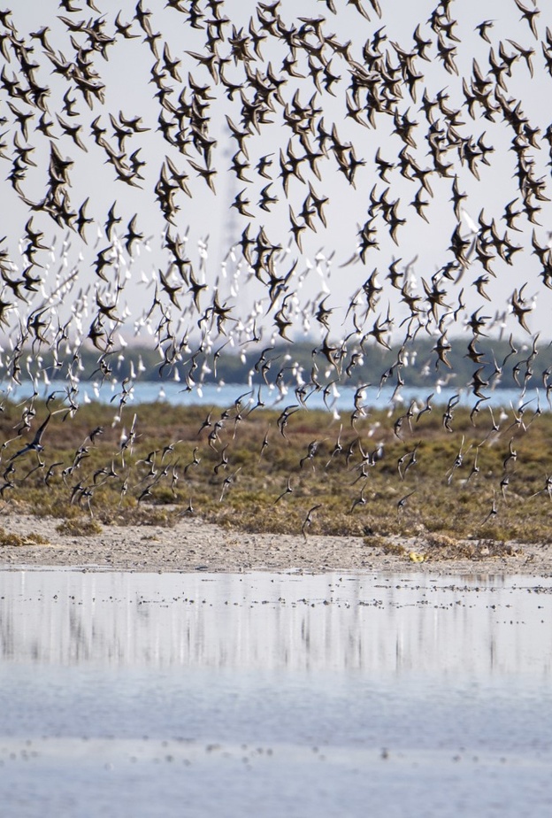 أم القيوين.. سواحل خلابة ومحميات طبيعية تأسر قلوب المغامرين