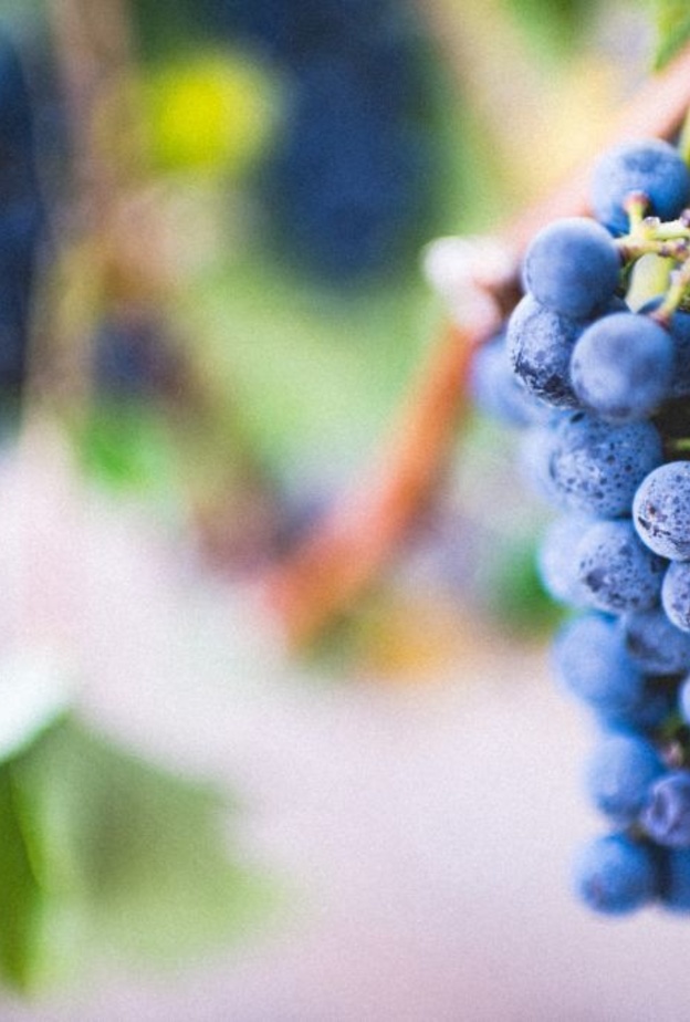 ماهي فوائد العنب للكبد