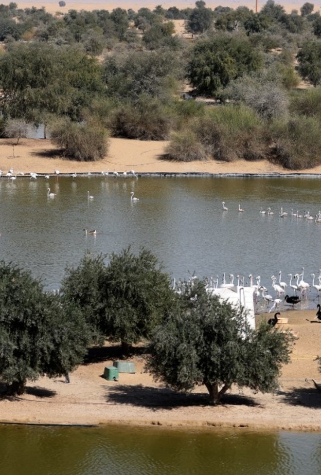 6 وجهات مفضلة للتخييم في دبي.. لا تفوّتوا زيارتها! 