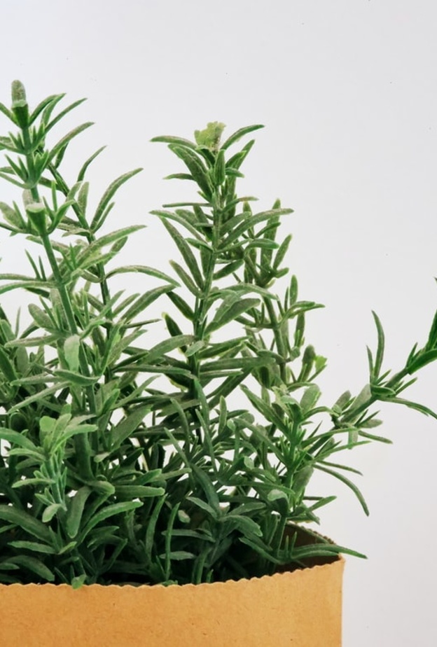 تأثير إكليل الجبل على مرضى فيروس كورونا