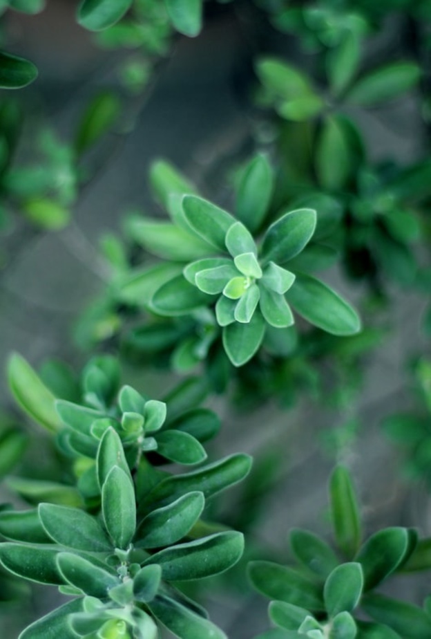 ماهي فوائد الزعتر للدورة الشهرية