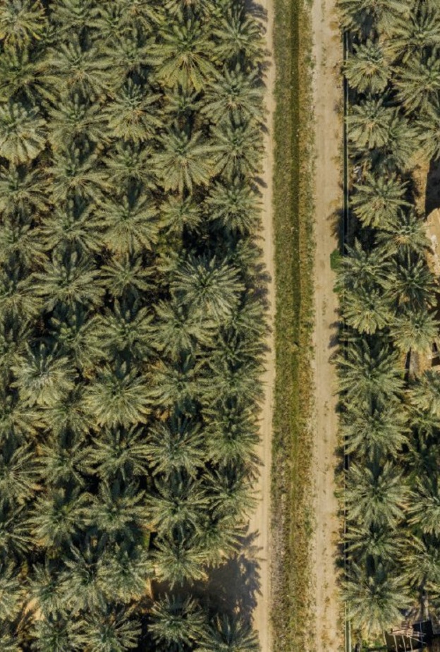 واحة النخيل بالأحساء - المصدر الثقافة السعودية