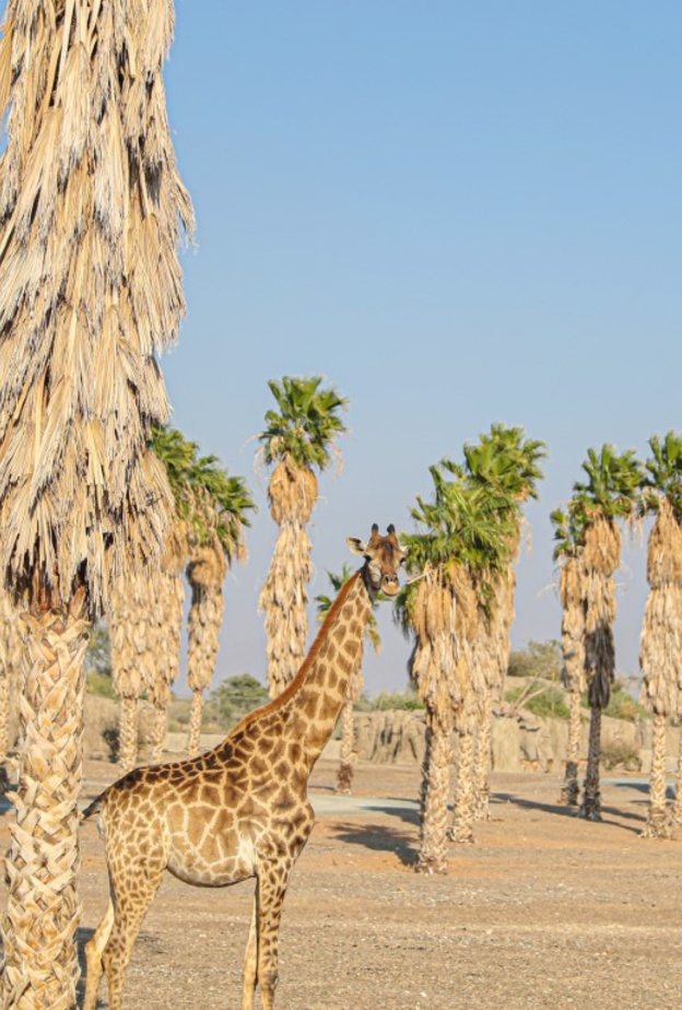 سفاري الشارقة.. تجربة ساحرة لعشاق المغامرة تحاكي أدغال أفريقيا - المصدر وام 