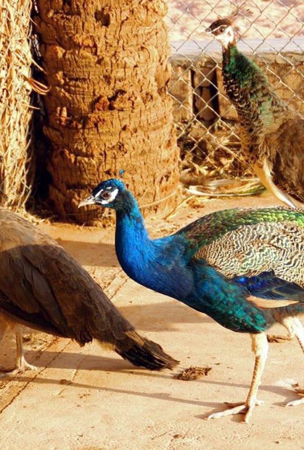 المنتزه البري في محافظة السليمي.. محمية طبيعية ساحرة في أحضان الجبال