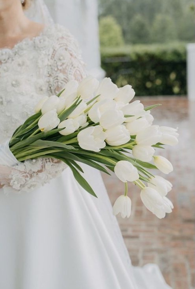 ازهار التوليب البيضاء لعروس الربيع