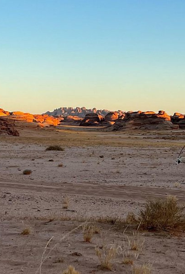 الهيئة الملكية لمحافظة العلا تعيد توطين أكثر من 80 حيواناً برياً في اليوم العالمي للأحياء البرية