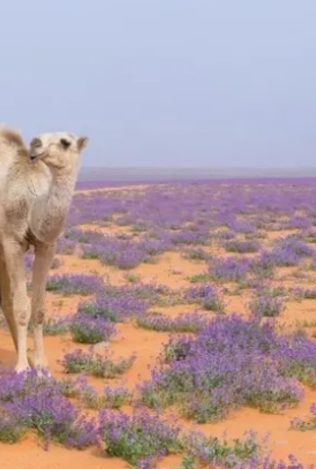 درب القوافل.. رحلة ساحرة في نجد القديمة وتاريخها الأًصيل
