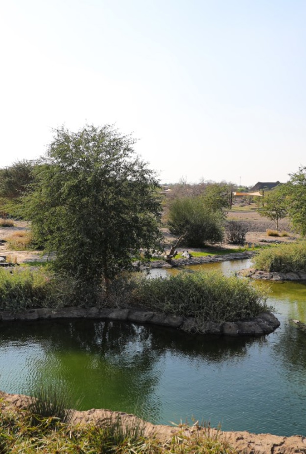 تجربة ساحرة في الأدغال.. الآلاف يزورون "سفاري الشارقة" في شهره الأول