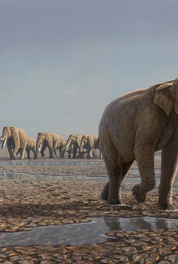 ممر الأفيال في مليسه.. تجربة أثرية إماراتية ساحرة في عصور ما قبل التاريخ