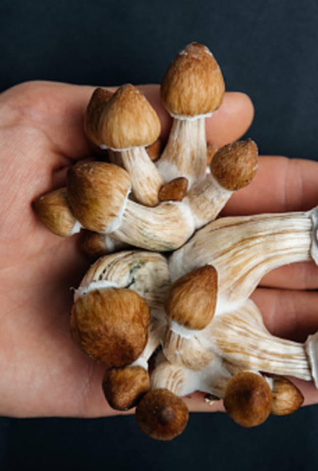 دراسة تكشف عن نوع من الفطر يعالج الاكتئاب