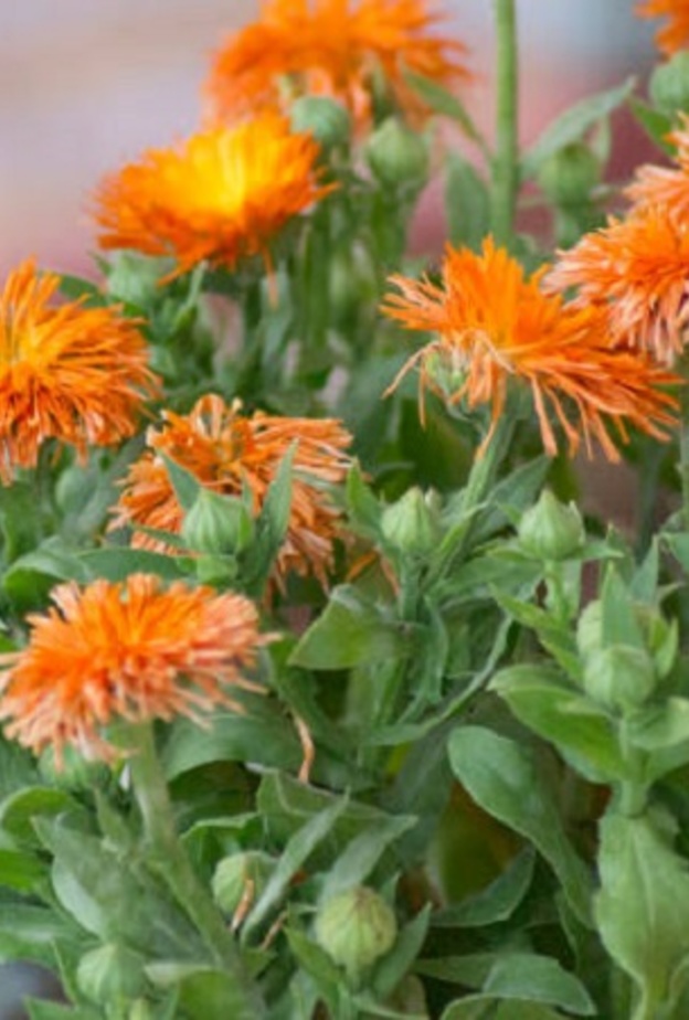 ماهو العصفر وما فوائده الصحية